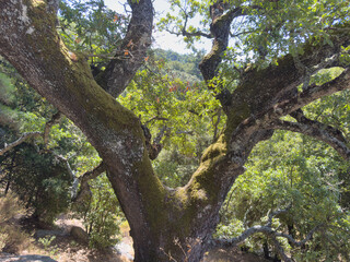 Obraz premium Mossy oak tree limbs stretching within warm sunlight, viewed from below featuring dense green foliage