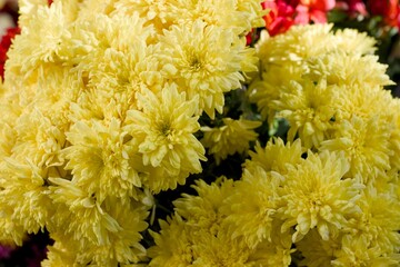 Closeup of vibrant yellow chrysanthemums in natural light, perfect for floral design, celebrations, retail and seasonal decoration imagery.