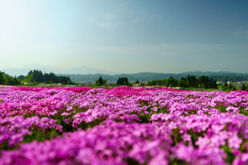 250521新潟県魚沼市魚沼芝桜まつり