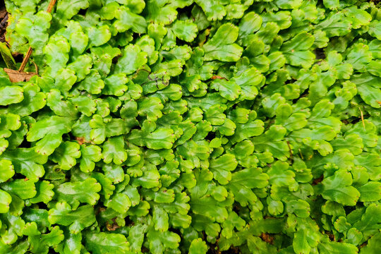 Macro texture of vibrant green moss or liverwort covering the ground, showing natural patterns and dense growth.