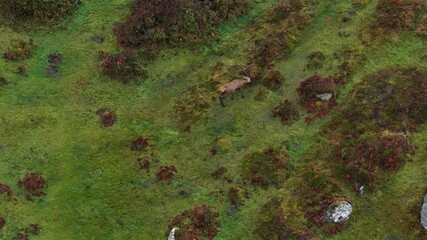 Lonely red deer stag during the rut in County Donegal, Ireland