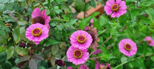 Bright Pink Zinnia Flowers in Lush Garden