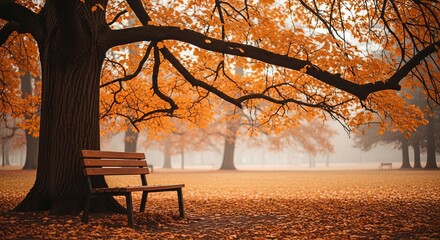Relaxing autumn scene with a bench under a large tree with orange foliage landscape