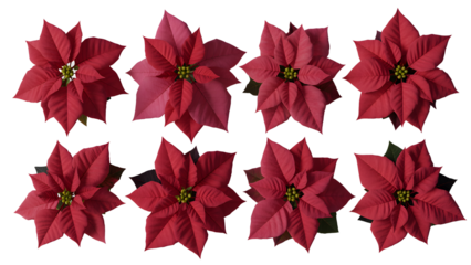 Poinsettia flowers in red color isolated on transparent background isolated on transparent background