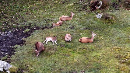 Red deer stag and his harem sleeping during the day