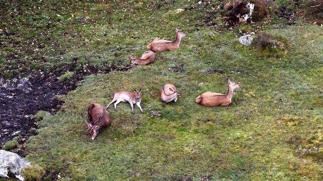 Red deer stag and his harem sleeping during the day