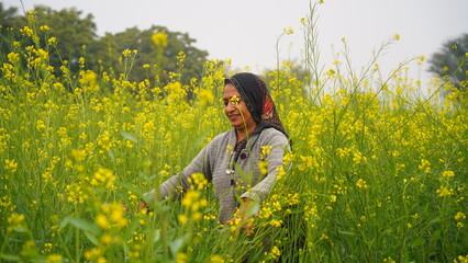 Fototapeta premium A happy lady farmer walking in yellow mustard field, a candid shot. Confident woman inspecting crops in the winter season. Female hands moving away the plants. Calm and joyful.