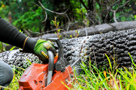 Worker uses chainsaw to cut through large fallen log surrounded by green grass, trees. - Powered by Adobe