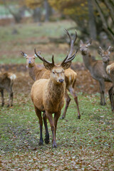 Obraz premium The Fallow deer are herbivorous grazers