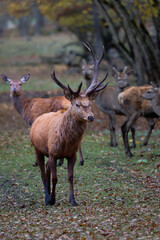 The Fallow deer are herbivorous grazers