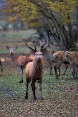 The Fallow deer are herbivorous grazers