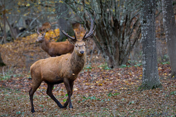 The Fallow deer are herbivorous grazers