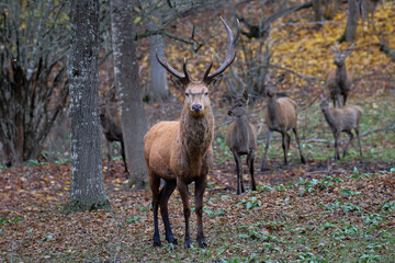 The Fallow deer are herbivorous grazers