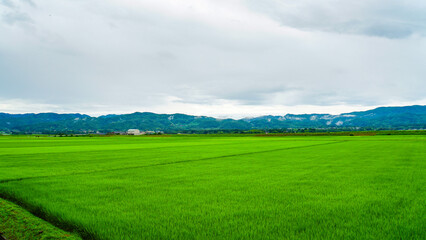 曇り空の下に広がる一面緑色の田んぼ
