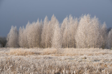 Hoarfrost-Covered Birch Grove Under Dark Sky Before Snowfall
