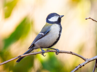 Obraz premium 枝にとまるシジュウカラ