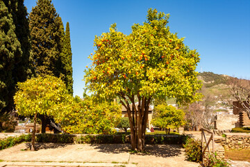 Orange tree in gardens of Partal in Alhambra, Granada, Spain