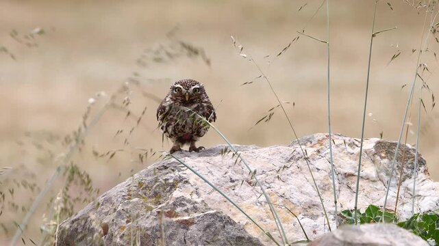 little owl looking around, shows brood patch and flies closer, slomo 235 b
