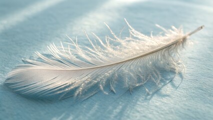Delicate White Feather on Soft Minimal Background