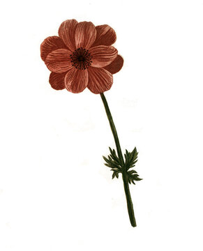 Anemone flore, Anemone flore rotundiore, Anemone lutea, Anemone hortensis, Varianten der Anemone