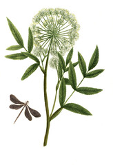 Angelica aquatica, Variante der Engelwurz