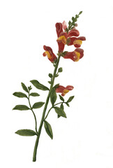 Gro&szlig;es L&ouml;wenmaul, Antirrhinum majus und Antirrhinum majus alba