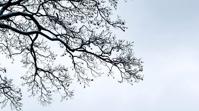 twig. Leafless tree branches against winter sky, clean silhouettes, natural patterns. lifestyle magazines, social media lookbooks, designed for influencer and brand collaborations, used by teachers.