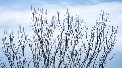 Obraz premium twig. Leafless tree branches against winter sky, clean silhouettes, natural patterns. lifestyle magazines, social media lookbooks, designed for influencer and brand collaborations, used by teachers.