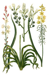 Fototapeta premium Asphodelus albus ramosus, Asphodelus albus minor, Asphodelus luteus minor, Pflanzen aus einer Pflanzengattung in der Unterfamilie der Affodillgewächse, Affodil