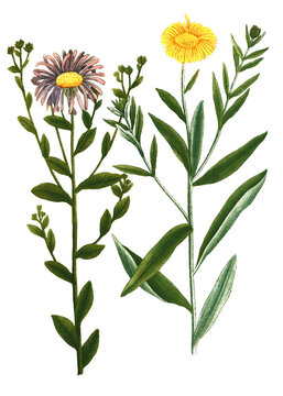 Aster luteus lanuginosus und Aster atticus caeruleus vulgaris, Arten und Sorten der Pflanzengattung Aster
