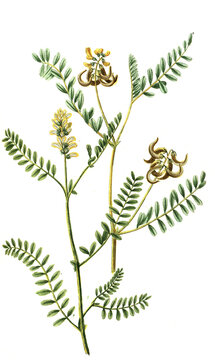 Astragalus laguninosus und Astragalus siliqua curva, Pflanzengattung in der Unterfamilie der Schmetterlingsbl&uuml;tler