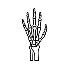 Human hand skeleton illustration, anatomical structure of bones, medical diagram isolated on