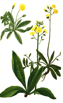 Auricula muris, Kleine Habichtskraut, Hieracium pilosella