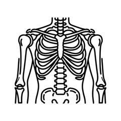 Human torso skeleton outline drawing, showing ribs, spine, and arm bones, isolated on