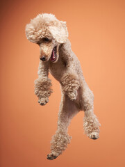 A curly-haired poodle is photographed jumping high against a brownish-orange background, exuding enthusiasm. Its extended legs and open mouth indicate movement and playfulness.