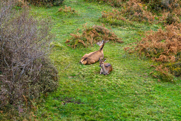 Red deer hinds resting in County Donegal, Ireland