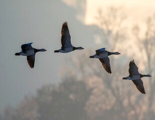 A sequence of four birds with patterned wings soaring through a soft, dusky sky. Trees are faintly visible in the background