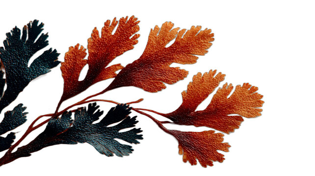 Ilustrasi cabang dengan kombinasi warna oranye, cokelat kemerahan, dan biru tua, nuansa musim gugur yang unik.