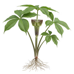 Jack in the Pulpit Arisaema triphyllum plant with roots