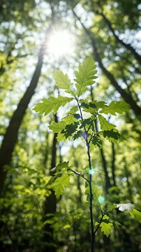 Sunlight Through Green Forest Leaves Cinematic Footage