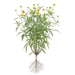 Blackjack Bidens pilosa plant with yellow flowers and roots