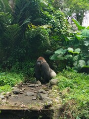 a gorilla in the forest © RHSLabs