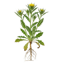 Blessed Thistle Cnicus benedictus plant with yellow blooms