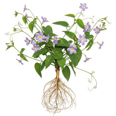 Codonopsis pilosula plant with pale purple bell shaped flowers