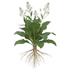 Horseradish Cochlearia armoracia plant with roots and flowers