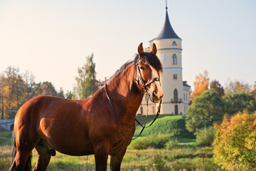 beautiful draft horse posing at castle background. Vladimir heavy draft breed