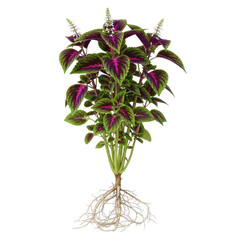 Coleus forskohlii plant with colorful green and purple leaves