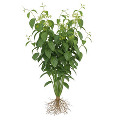 Coscinium fenestratum climbing herb with green ovate leaves