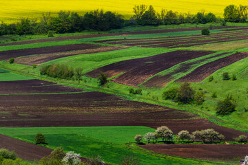 Naklejka premium Vibrant agricultural landscape showcasing lush green fields and rich brown soil under a bright yellow horizon during springtime