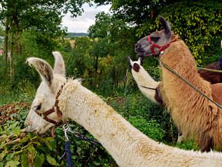 Obraz premium auf geht's zur Alpakawanderung im Weserbergland